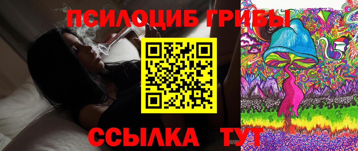 Псилоцибиновые грибы Psilocybe Гурьевск